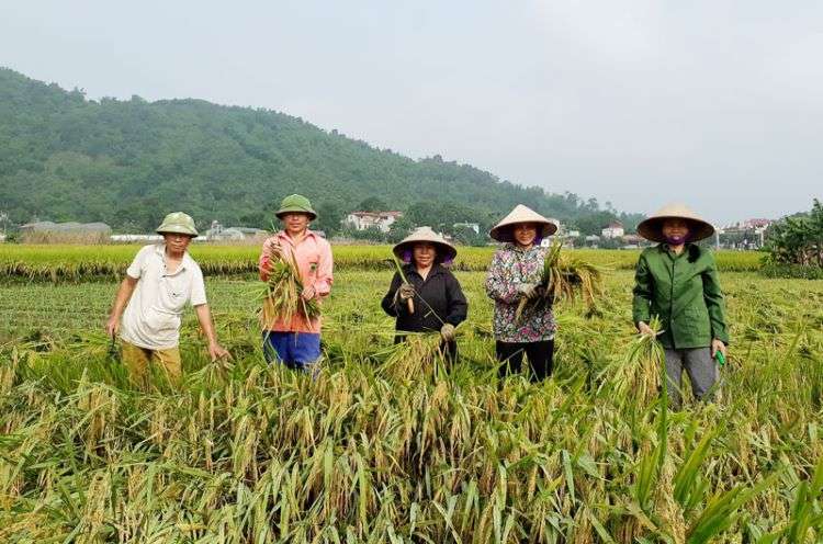 Tả cánh đồng lúa chín